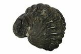 Bargain, Enrolled Austerops Trilobite - Morocco #119041-3